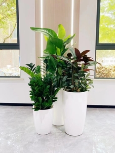 宁波余姚盆景租摆价格